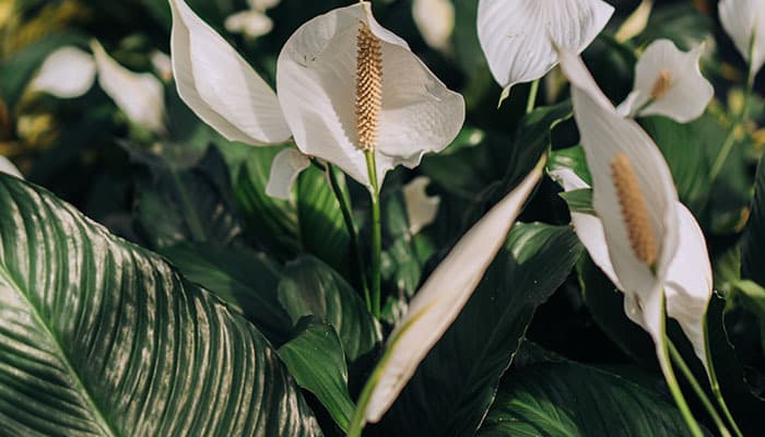 white peace lillies